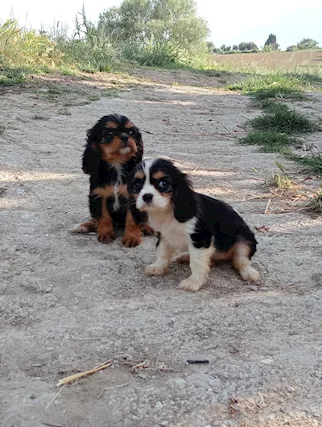 Cavalier king pedigree ENCI