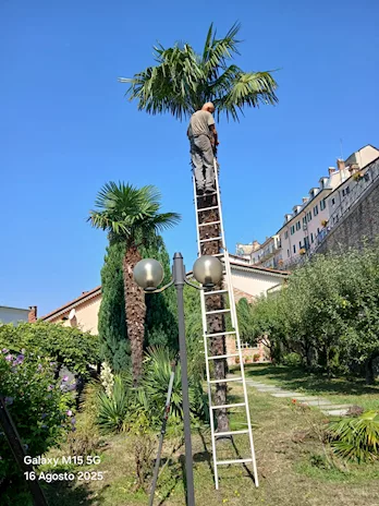 Giardinaggio/abbattimento alberi - Anteprima 3