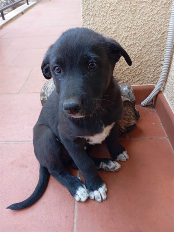 Foto 2Cuccioli - A veri amanti animali regalo questi