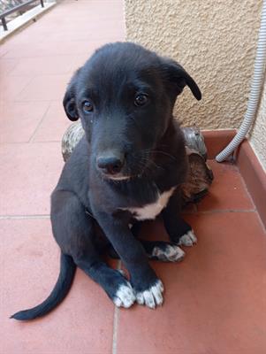 Cuccioli - A veri amanti animali regalo questi - Anteprima 2