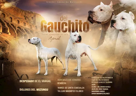Cuccioli Dogo Argentino