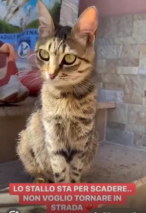 Tabata gattina tigrata dolcissima - Anteprima 1