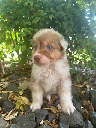 Cuccioli di pastore australiano