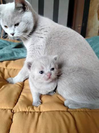 Deliziosi cuccioli british cercano casa