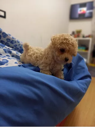 Cuccioli Maltipoo Toy