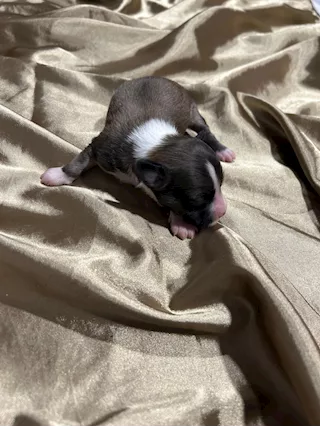 Cuccioli di Cane Crestato Cinese - Prenotazioni - Foto 2