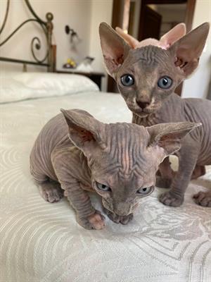 Gatti sphynx - Foto 4
