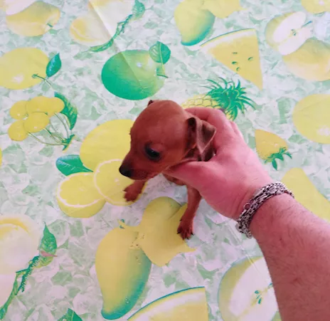 Pincher nano toy super cuccioli taglia piccola