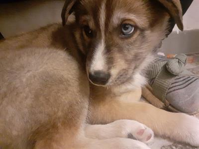 Cucciolo - Ha tre mesi ed è pronto per una nuova