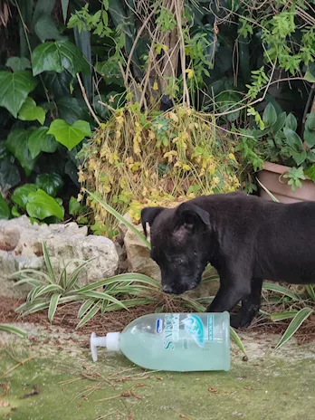 Cuccioli Amstaff Nero con pedigree a Bari in Puglia