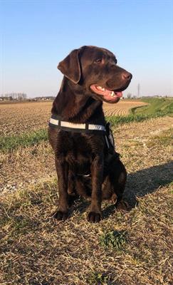 Cuccioli Razza labrador cioccolato - Foto 4
