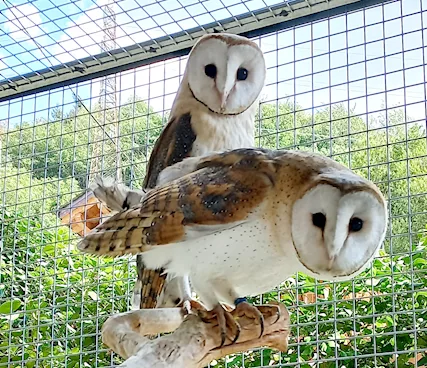 Barbagianni (tyto alba) - Foto 2