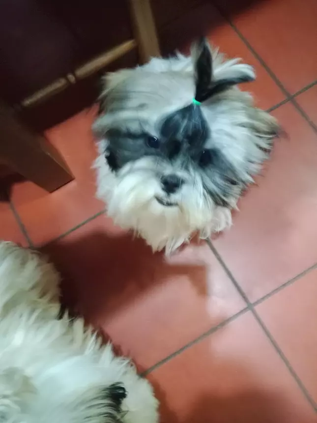 Foto 5Cucciolotto di Razza Shih Tzu, genitori visibili