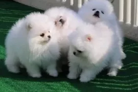Cuccioli di Pomerania allevati in casa