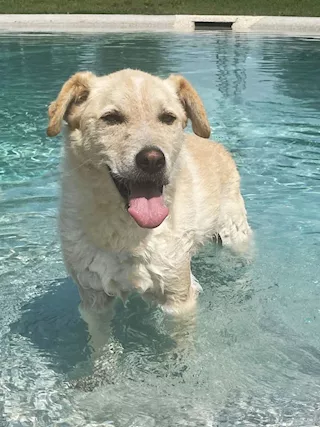 MICKEY Mickey è un bel cane molto