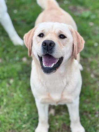 Cucciola di Labrador 15 mesi