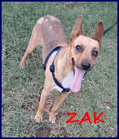 Zak tenero piccoletto, hanno rinunciato a lui