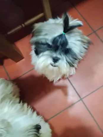 Cucciolotto di Razza Shih Tzu, genitori visibili - Anteprima 5