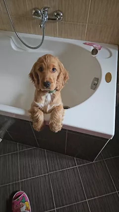 Cocker spaniel con pedigree