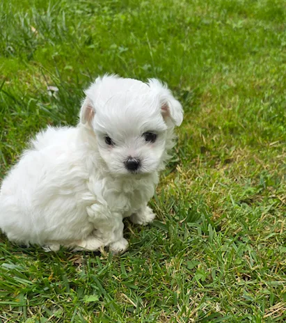 Cuccioli Maltese