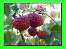 Fragola lampone