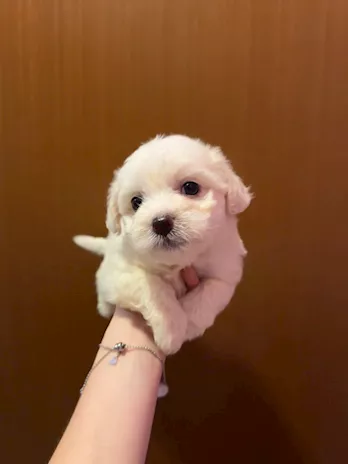 Cuccioli di Maltese
