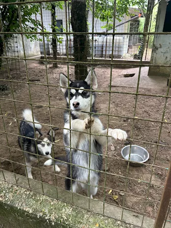 Disponibili bellissimi cuccioli maschi