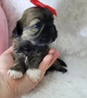 Cuccioli di Shih Tzu