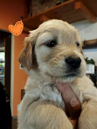 Cuccioli Razza Golden Retriever - Foto 4