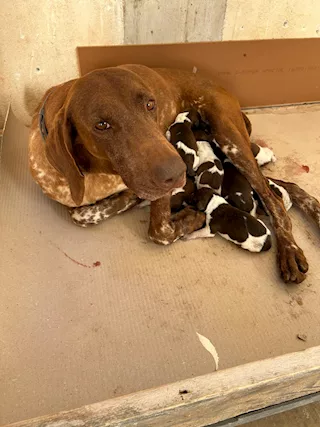 CUCCIOLI BRACCO TEDESCO (KURZHAAR) DISPONIBILI