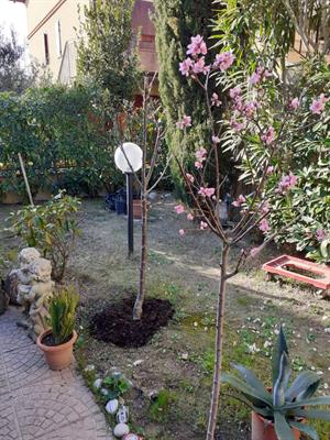 Punta Marina t. (Ra) villetta composta