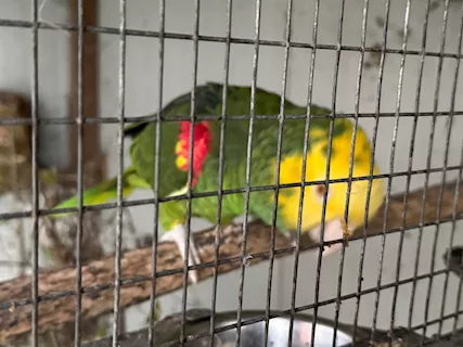 Coppia amazzoni Oratrix Magna