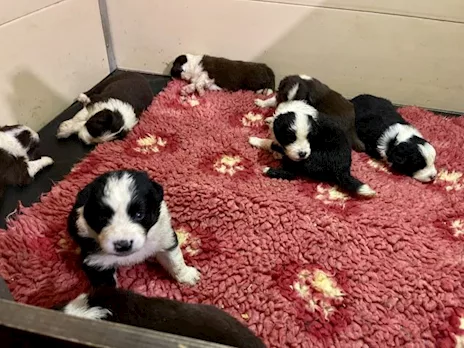 Regalo Border Collie cuccioli