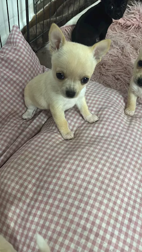 Chihuahua Toy