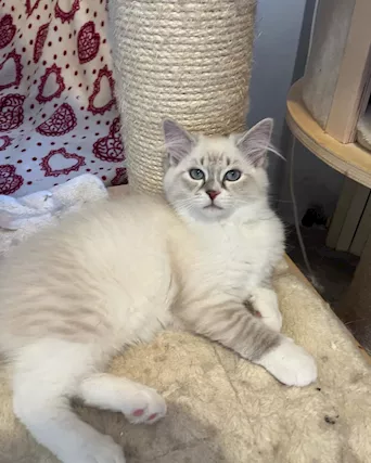 Gatto Razza siberiano - Foto 3
