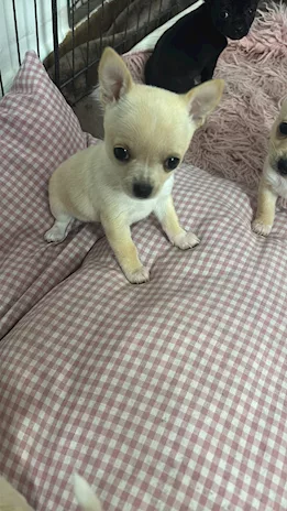 Chihuahua Toy - Anteprima 1