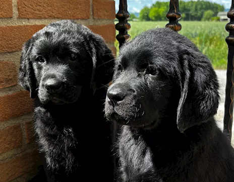 Labrador Retriever cuccioli neri
