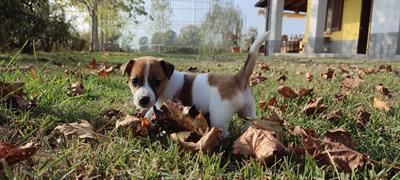 Jack Russell Terrier
