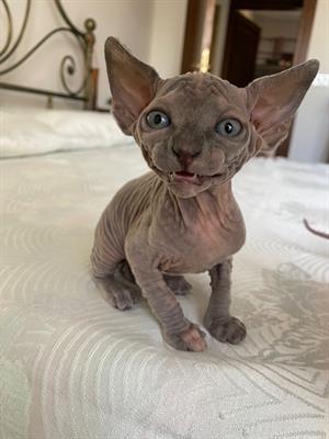 Gatti sphynx - Foto 5