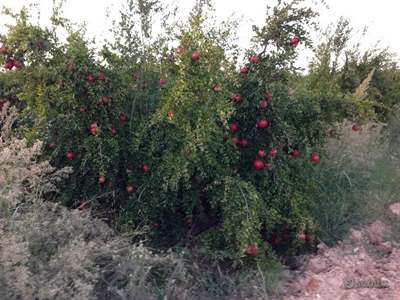 Piantine di Melagrana