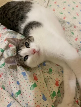 Minnie micia 18 mesi adozione del cuore