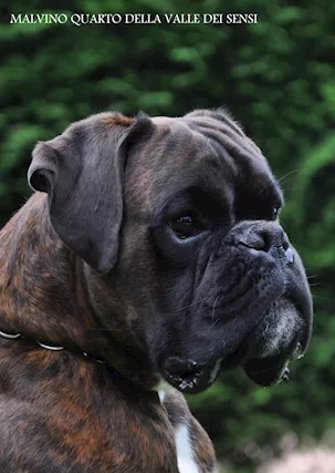 Boxer vendo a Verona Brescia cuccioli boxer - Anteprima 1
