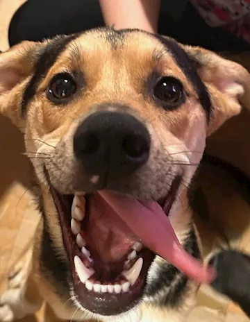 Cuccioli di 7 mesi