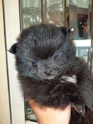 Pomerania, spitznano, tedesco