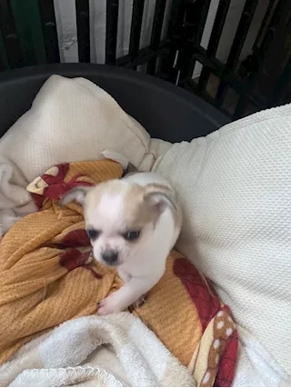 Cuccioli di chihuahua puri, prezzo trattabile - Foto 3