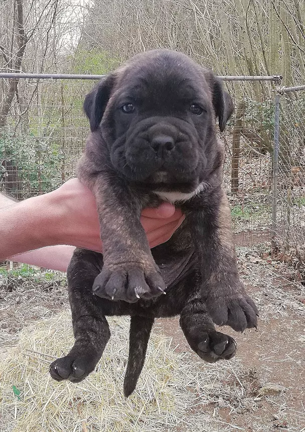 Foto 10Cane Corso cuccioli, taglia xxl, genitori visibili