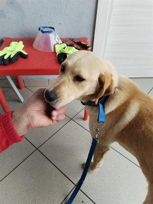 Cagnolino simil labrador cerca casa