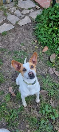 LUCKY, giovanissimo cagnolino cerca famiglia