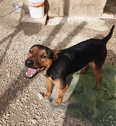 Valentino 20 mesi kg 14 Sos Casa Sicilia