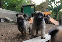 PASTORE BELGA MALINOIS Cuccioli